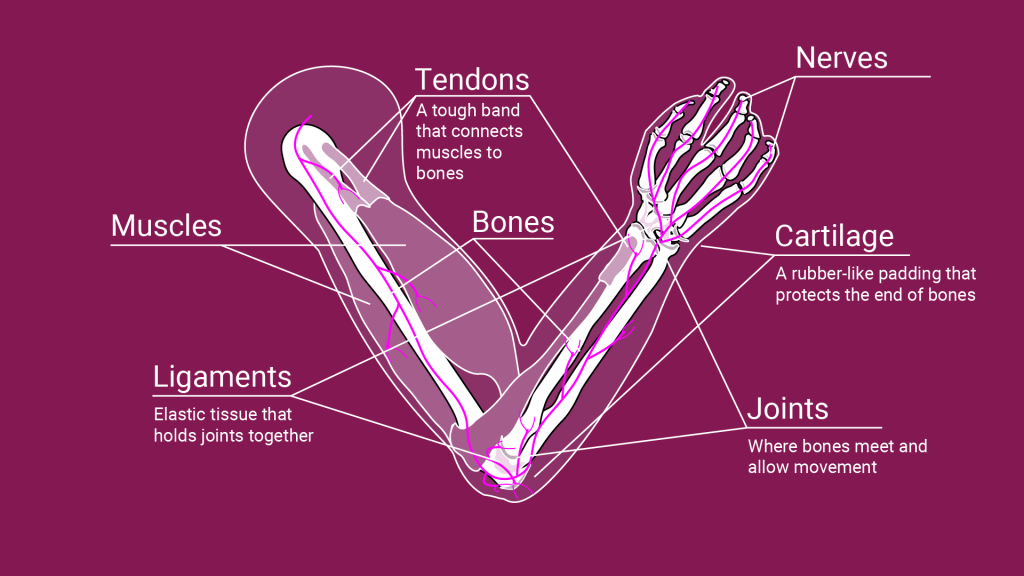 ARM MSK Injury Labeled